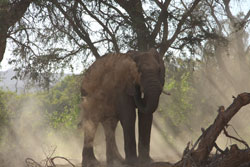 Elephant Taking a Dustbath